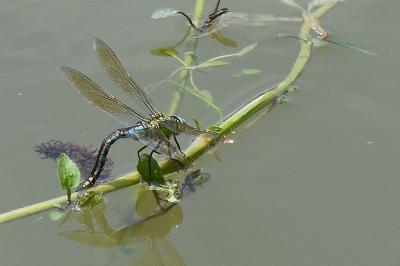 Anax empereur 