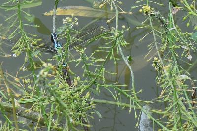 Anax empereur 