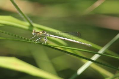 Agrion à larges pattes