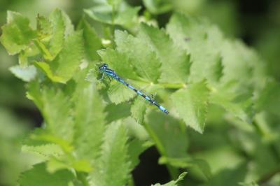 Agrion de Mercure