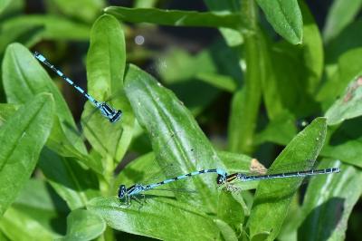 Agrion de Mercure