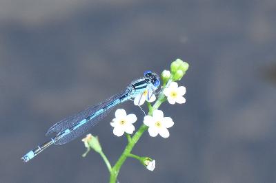 Agrion de Vander Linden
