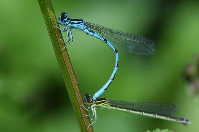 Agrion de Mercure