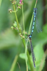 Agrion de Mercure