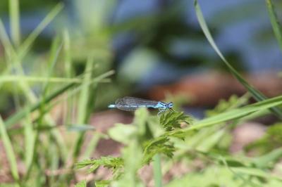 Agrion jouvencelle