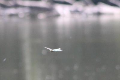 Anax empereur 