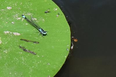 Agrion élégant