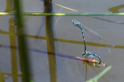 Agrion mignon 