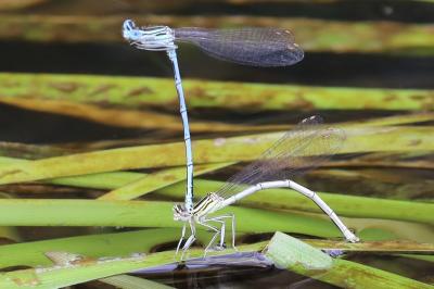 Agrion à larges pattes