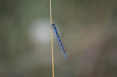 Agrion porte-coupe