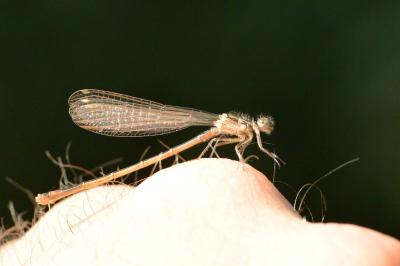 Agrion élégant