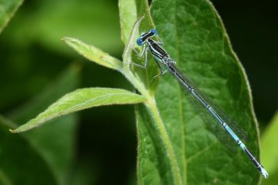 Agrion à larges pattes
