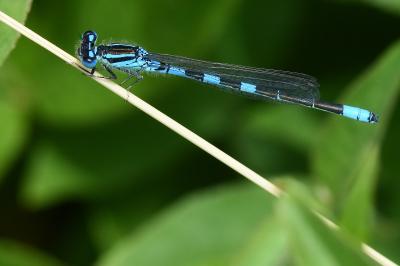 Agrion mignon 