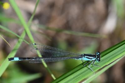 Agrion élégant
