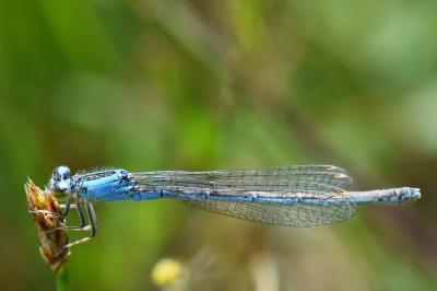 Ischnura pumilio