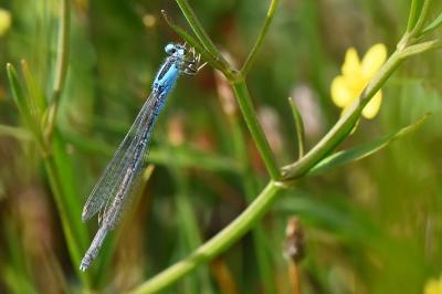 Agrion nain 