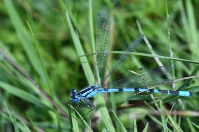 Agrion porte-coupe