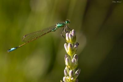 Agrion élégant