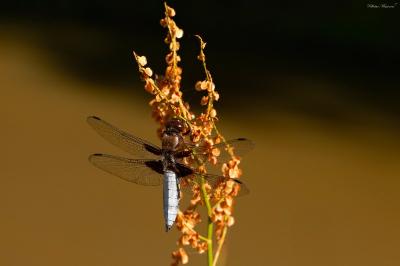 Libellule déprimée 