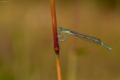 Agrion à larges pattes