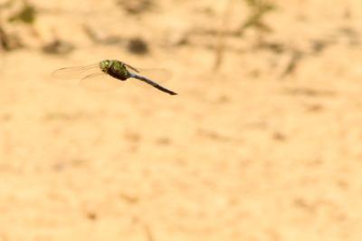 Anax empereur 