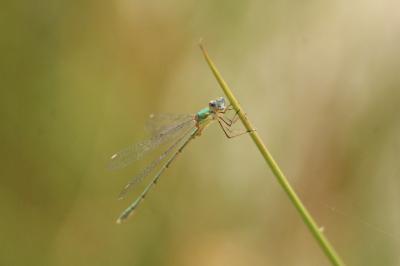 Leste vert