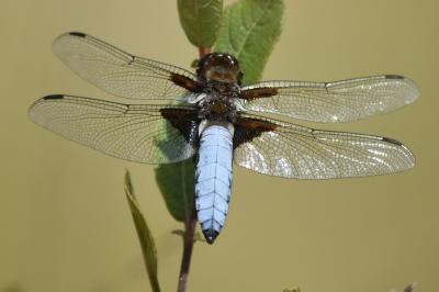 Libellule déprimée 