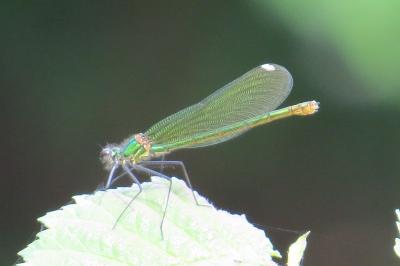 Calopteryx splendens