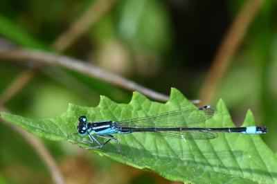 Agrion élégant