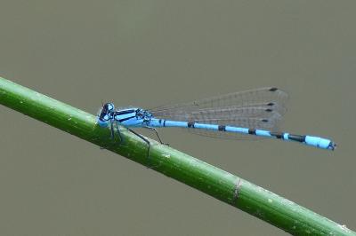 Agrion porte-coupe