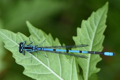 Agrion jouvencelle