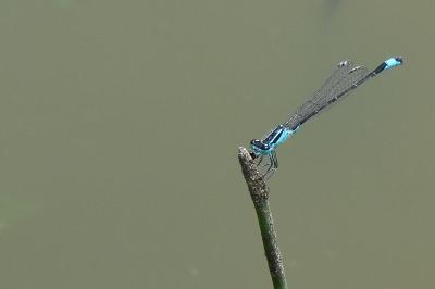 Agrion élégant
