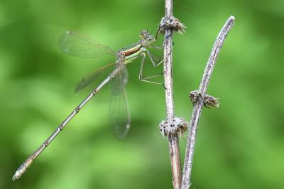 Lestes barbarus