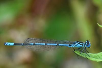 Agrion jouvencelle