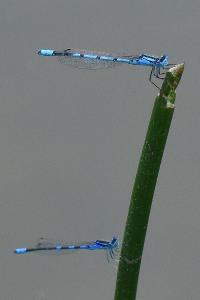 Agrion porte-coupe