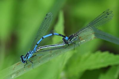 Agrion jouvencelle