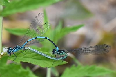 Agrion jouvencelle
