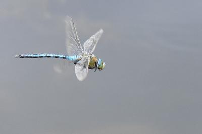 Anax empereur 