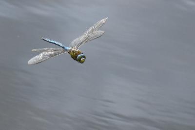 Anax empereur 