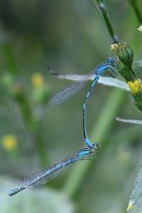 Agrion mignon 