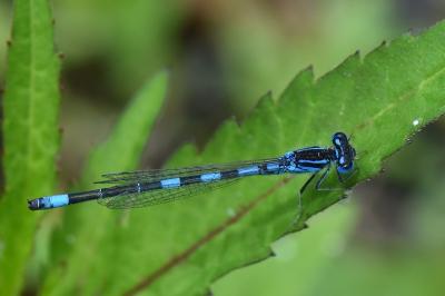 Agrion mignon 