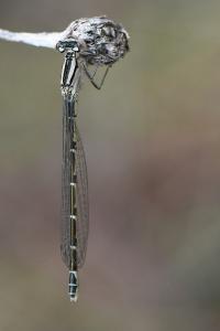Agrion de Vander Linden