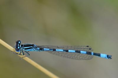 Agrion de Mercure