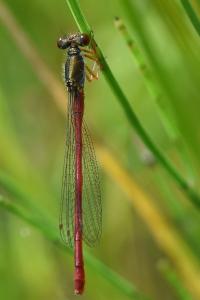 Agrion délicat