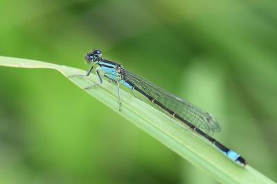 Agrion élégant