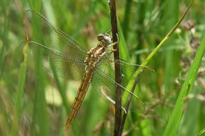 Orthetrum brunneum