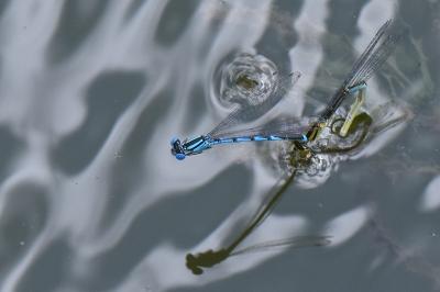 Agrion de Vander Linden