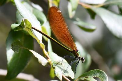 Calopteryx virgo
