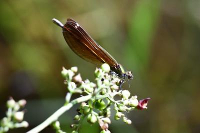 Caloptéryx vierge