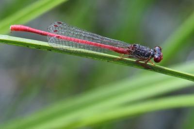 Agrion délicat